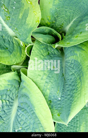 Primo piano del fogliame blu-verde, foglie di Hosta sieboldiana Frances Williams, Plantain Lily Frances Williams, Plantain Lily Frances Williams Foto Stock