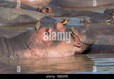 Ippopotamo (Hippopotamus amphibius) con il rosso-fatturati Oxpeckers (Buphagus erythrorhynchus), il Parco Nazionale del Serengeti, Tanzania. Foto Stock