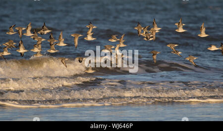 Nodo (Calidris canutus) gregge in volo lungo il litorale, Burnham Overy, Norfolk, Regno Unito. Gennaio Foto Stock