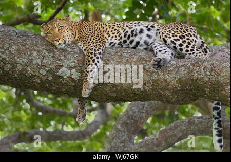 African Leopard (Panthera pardus pardus) di appoggio nella struttura ad albero, Serengeti National Park, Tanzania. Foto Stock