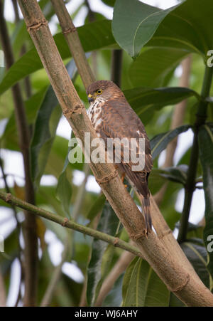 Poco Sparviero (Accipiter minullus) ad Arusha, in Tanzania. Accipter più piccolo al mondo. Foto Stock