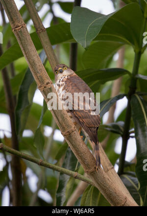 Poco Sparviero (Accipiter minullus) ad Arusha, in Tanzania. Accipter più piccolo al mondo. Foto Stock