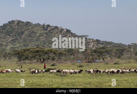 Masai pastore con capre, biome in background, Ndutu, Ngorongoro Conservation Area, southern Serengeti, Tanzania. Foto Stock