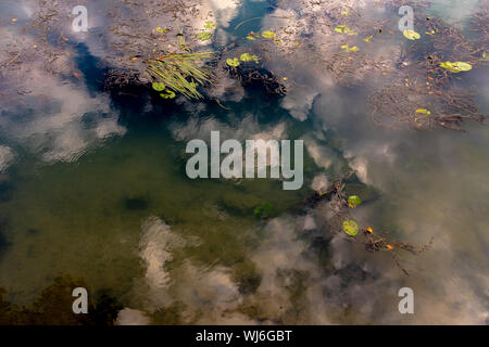 Sky riflettendo su scuro, quasi sempre acqua, con varie piante acquatiche, fiume Marne, Nogent-sur-Marne, Francia Foto Stock