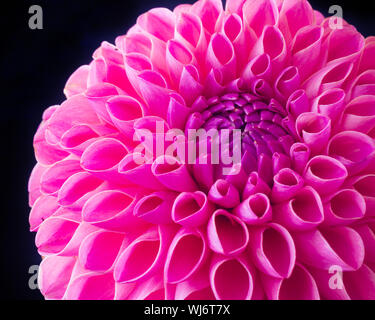 In prossimità di una vivida palla rosa dahlia su uno sfondo scuro. Foto Stock