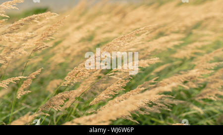 Golden teste di seme di erba ornamentale Foto Stock