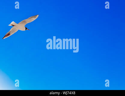 (UÇANKUŞ) un uccello in volo con le ali nel cielo - backround Foto Stock