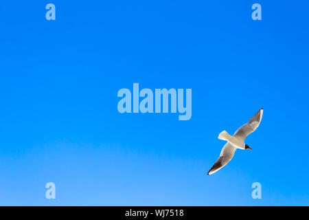 (UÇANKUŞ) un uccello in volo con le ali nel cielo - backround Foto Stock