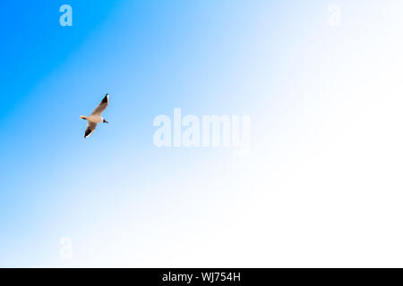 (UÇANKUŞ) un uccello in volo con le ali nel cielo - backround Foto Stock