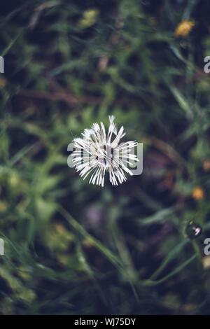 Immagine verticale in alto di un fiore bianco con un sfocato sfondo naturale Foto Stock