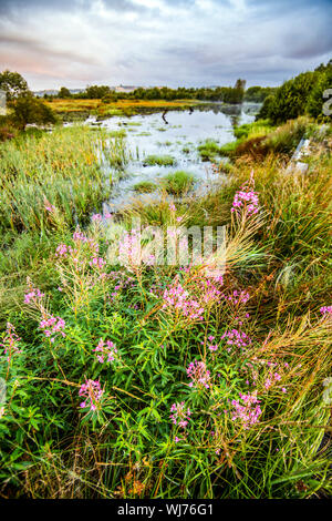 Cors Caron Riserva Naturale Nazionale vicino a Tregaron, il Galles Centrale Foto Stock