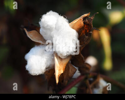 Cotone mature fiore su uno sfondo sfocato. Foto Stock