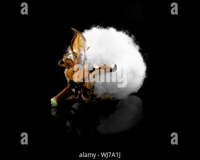 Cotone mature fiore su uno sfondo nero. Foto Stock