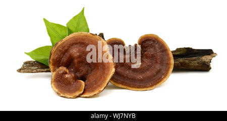 Lingzhi fungo Ganoderma lucidum isolati su sfondo bianco Foto Stock