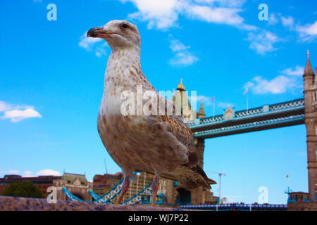 Messa a fuoco selettiva su un inglese seagull. in background l antica Torre di Londra nel Regno Unito Foto Stock