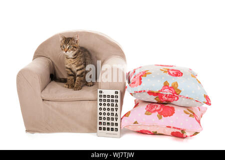 Piccolo gatto seduti su una sedia guardando la televisione Foto Stock