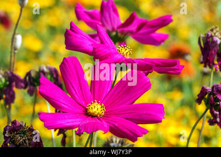 Coloratissimi fiori annuali, viola giardino cosmos bipinnatus, messicano aster, bellezza estate aiuola, agosto, impianti misti Foto Stock