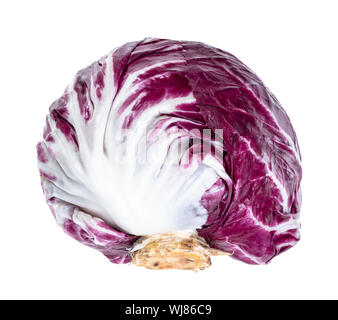 Testa di fresco di radicchio italiano (cicoria a foglia) intaglio su sfondo bianco Foto Stock