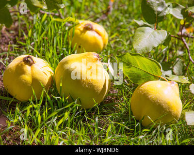 Le mele cotogne Frutta immagine ancora su erba verde in natura outdoor Foto Stock