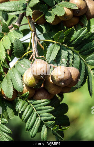 Frutti immaturi su albero, albero di servizio, Gerusalemme Pera, Sorbus domestica Foto Stock