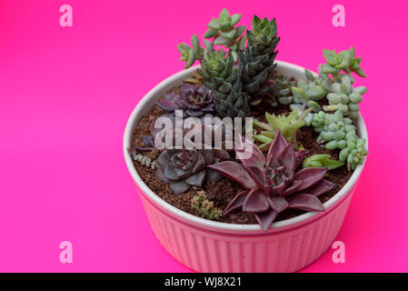 Un gruppo di bellissimi cactus in miniatura piante succulente in vasi di fiori.succulento Mix-crassula, echeveria, "Haworthia". Foto Stock