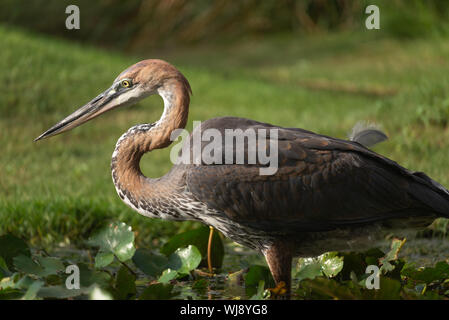 Heron in piedi in un stagno di acqua, vista laterale Foto Stock