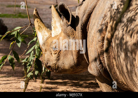 Rinoceronte nero a Paignton Zoo, Devon, Regno Unito Foto Stock