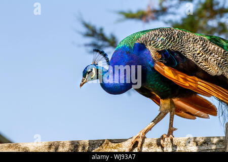 Blu Pavone a Paignton Zoo, Devon, Regno Unito Foto Stock