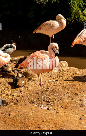 Zoo di Paignton fenicotteri, Devon, Regno Unito Foto Stock