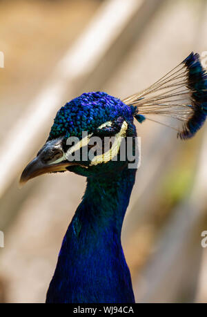 Blu Pavone a Paignton Zoo, Devon, Regno Unito Foto Stock