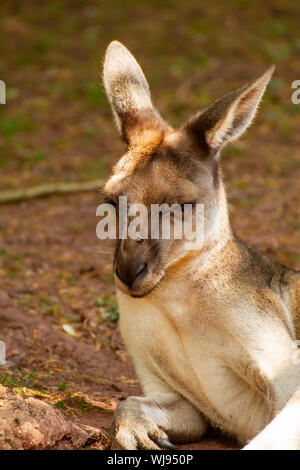 Grigio occidentale Canguro dormendo nel sole attirare mosche. Foto Stock