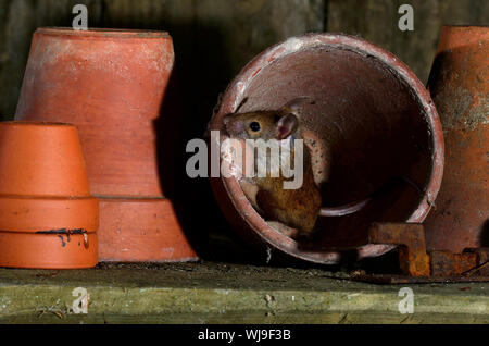 mouse della casa Foto Stock