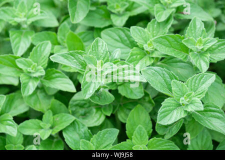 Close-up di fogliame di fogliame aromatico di erbe perenni Calamintha nepeta, minore di nepitella Foto Stock