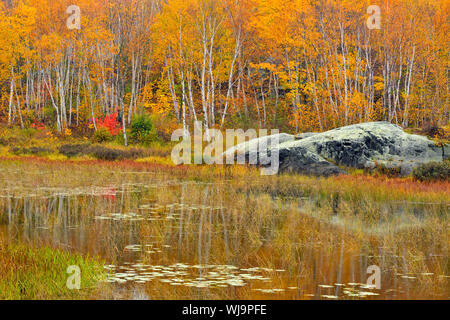 Bosco autunnale (betulla e acero) riflesso in un stagno di castoro, maggiore Sudbury, Ontario, Canada Foto Stock