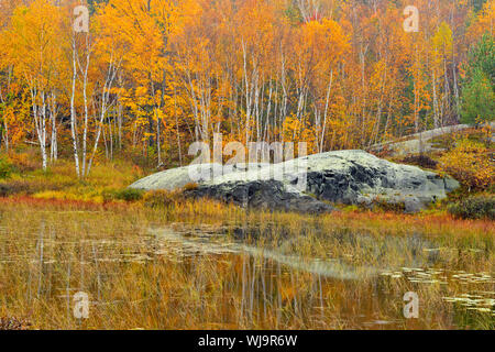 Bosco autunnale (betulla e acero) riflesso in un stagno di castoro, maggiore Sudbury, Ontario, Canada Foto Stock