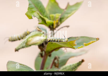 Farfalla monarca (Danaus plexippus) larve mangiano caterpillar Milkweed foglie sul Beaver Island, Michigan in tarda estate. Foto Stock