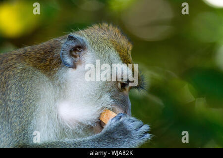 Un adulto Macachi mangiatori di granchi (Macaca fascicularis) alimentazione di frutta Foto Stock