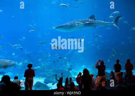 Atlanta, Georgia, Stati Uniti - Tourist godersi lo spettacolo al grande serbatoio in Georgia Aquarium. Foto Stock