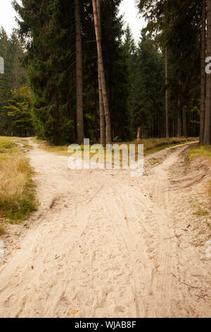 Stretta strada sterrata che conduce a due differenti via lungo gli alberi della foresta Foto Stock