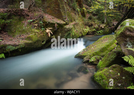 Scenic colpo di rapids che scorre lungo la lussureggiante foresta Foto Stock