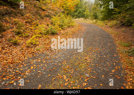 Primo piano di foglie sparse su asfalto paese curva strada lungo gli alberi Foto Stock