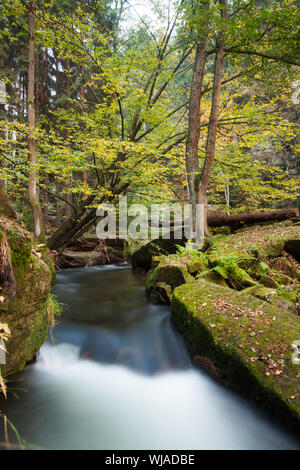 Scenic colpo di rapids che scorre lungo la lussureggiante foresta Foto Stock