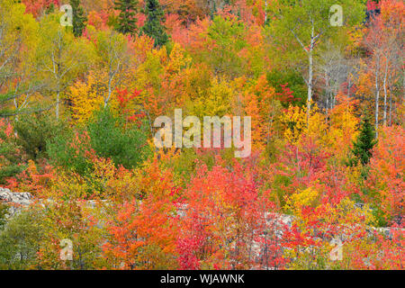 Autunno alberi di acero e cedro, maggiore Sudbury, Ontario, Canada Foto Stock