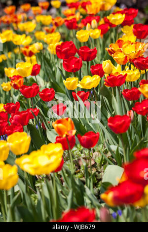 Bella colorata giallo rosso tulipani fiori Foto Stock