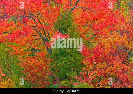 Autunno alberi di acero e cedro, maggiore Sudbury, Ontario, Canada Foto Stock