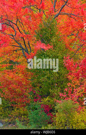 Autunno alberi di acero e cedro, maggiore Sudbury, Ontario, Canada Foto Stock