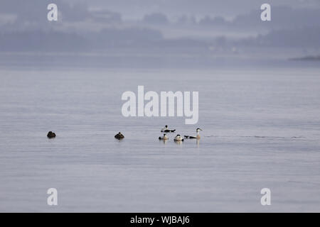 Eider comune, Somateria mollisima, misti gregge nel fiordo Foto Stock