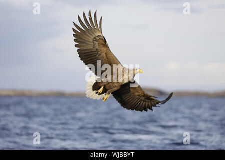 White-tailed Eagle, Haliaeetus albicilla, battenti vicino al mare Foto Stock