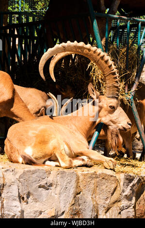 Il maschio della capra selvatica agghiaccianti nel giardino zoologico Foto Stock