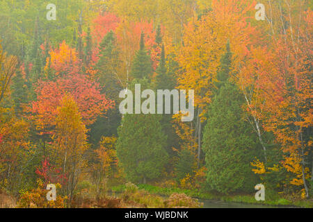 Autunno aceri e alberi di cedro, maggiore Sudbury, Ontario, Canada Foto Stock